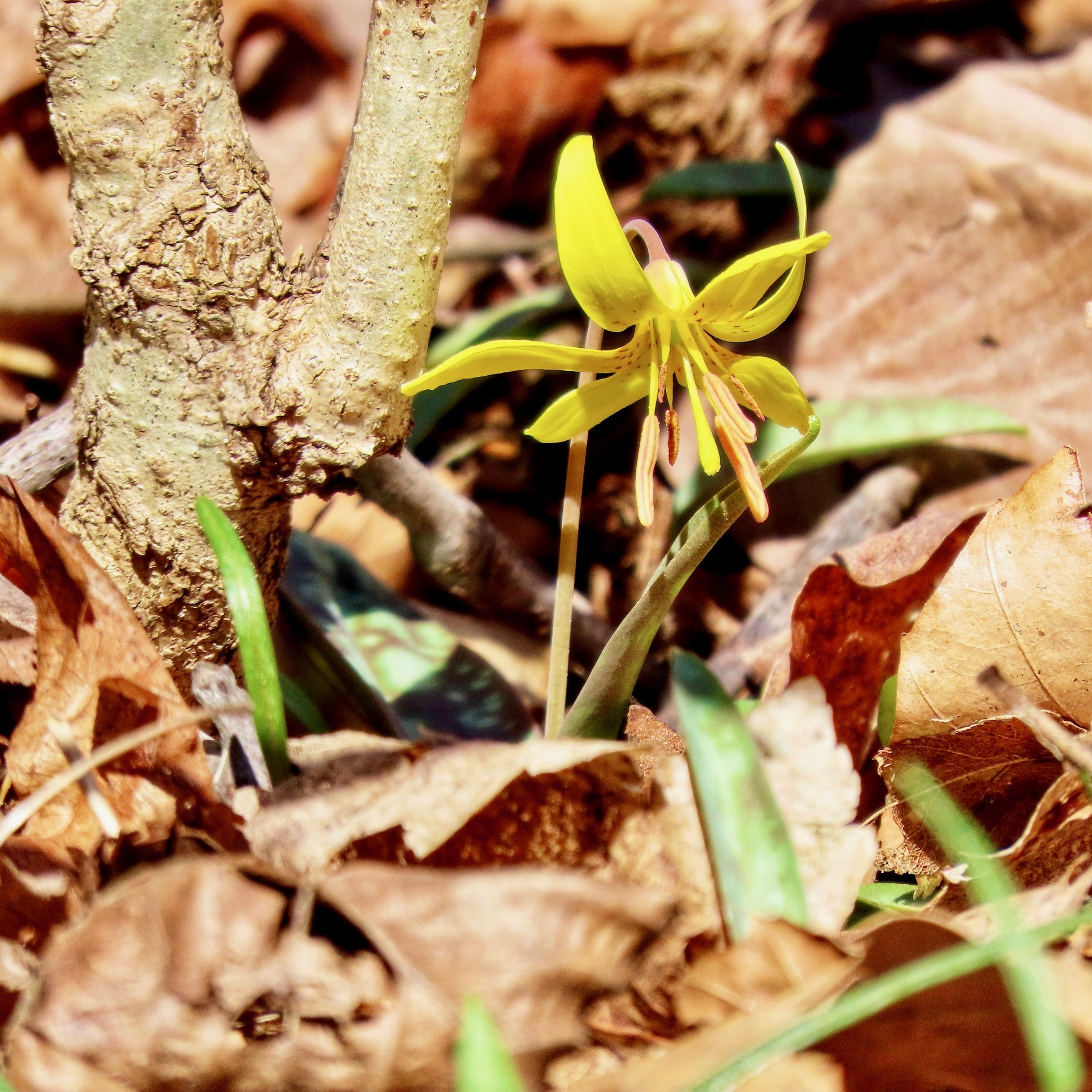 Earth Day Spring Ephemeral Walk - logo